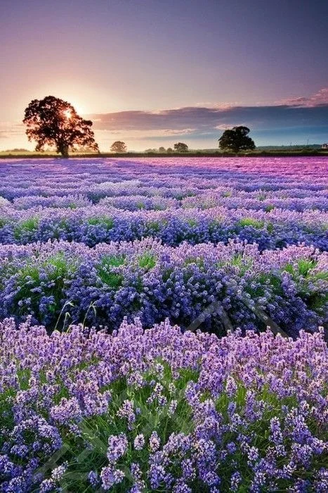 프로방스 이슈 핵심 정리와 배경