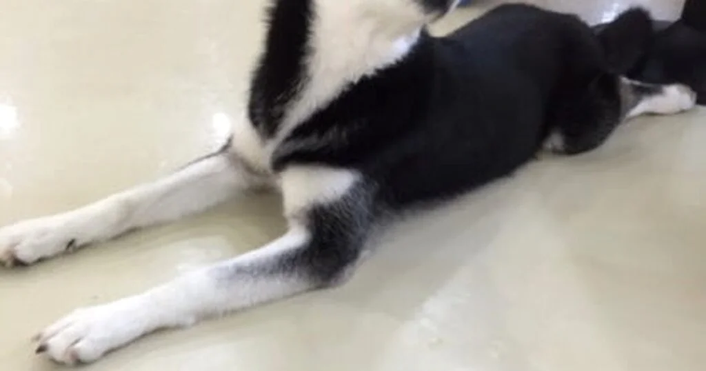 충격 실체! 삼천리자전거 상장폐지 위기 벗어난 이유는?