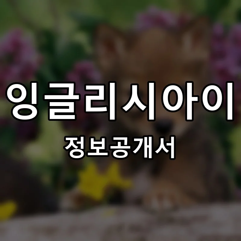 잉글리시아이(englisheye) 프랜차이즈 창업 비용 정보공개서 요약