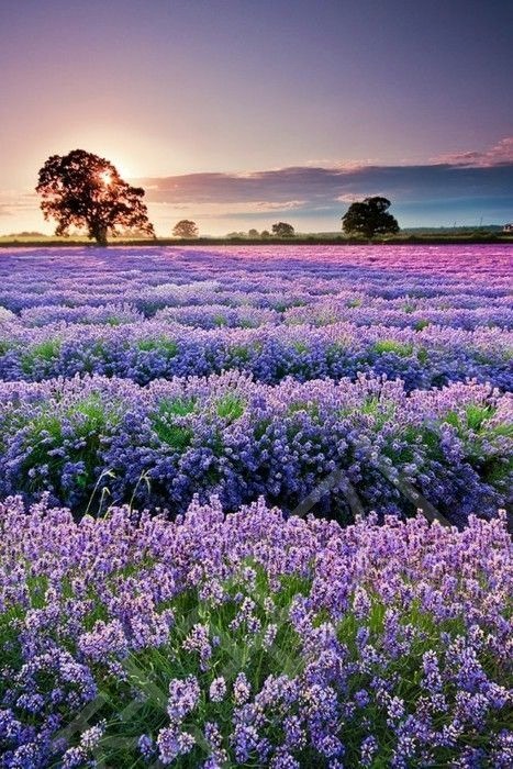 프로방스 누리꾼들은 남프랑스의 매력을 느끼며, “이게 실화냐?”