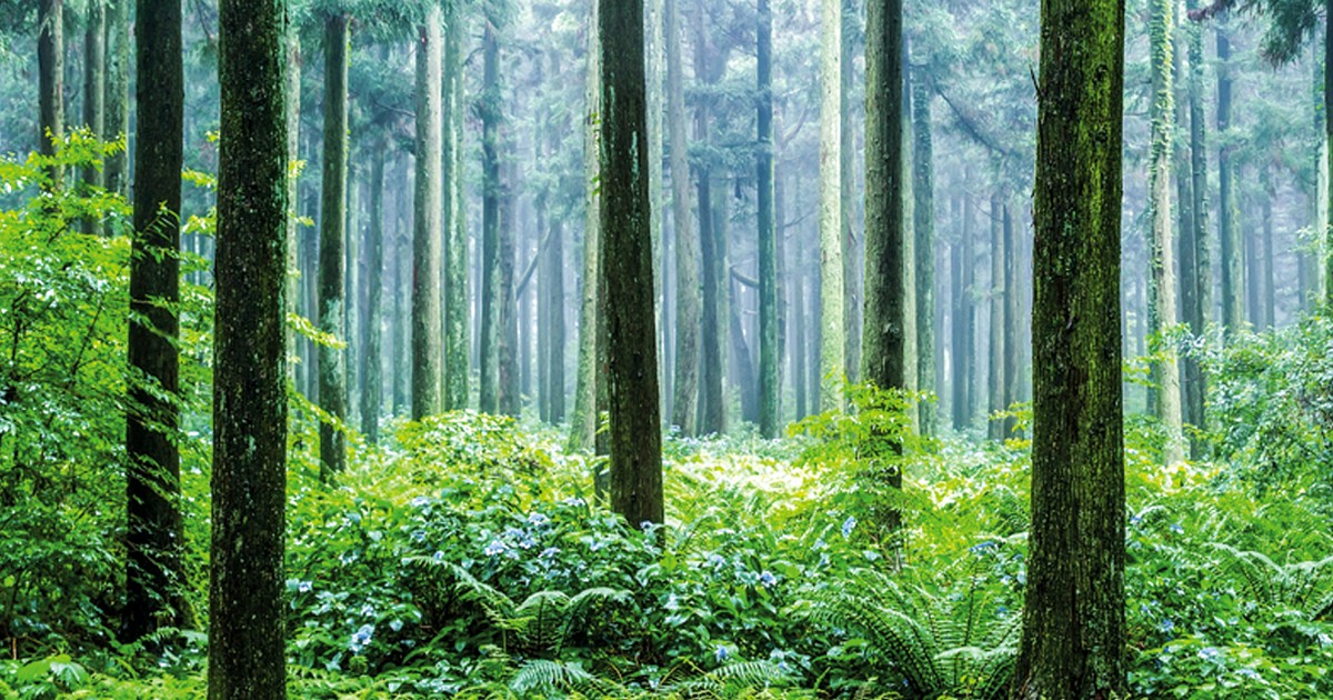 포레스트, 토트넘과의 경기에서 강등권 탈출을 노린다